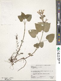 Meehania urticifolia image