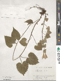 Meehania urticifolia image