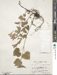 Meehania urticifolia image