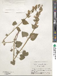 Meehania urticifolia image