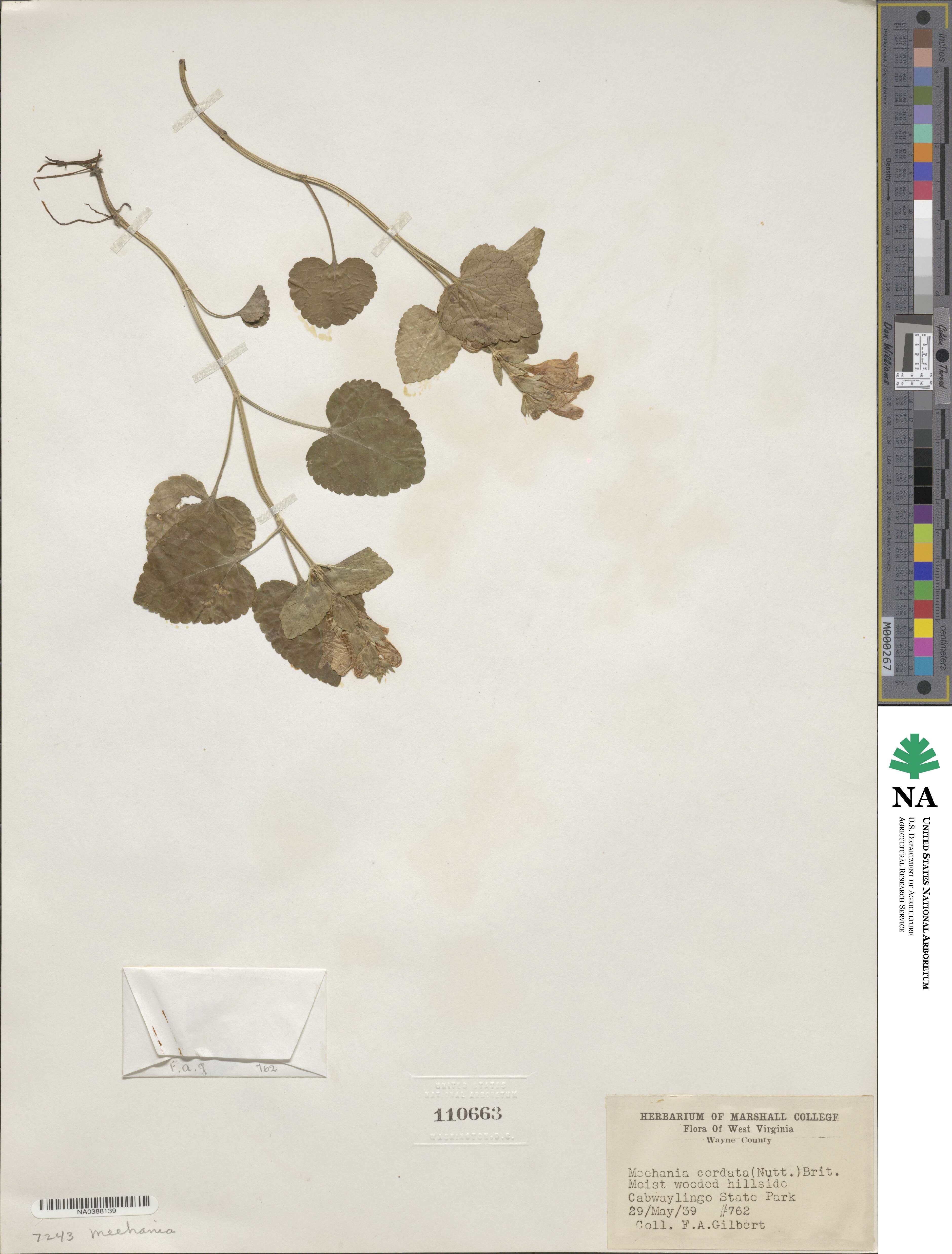 Meehania cordata image