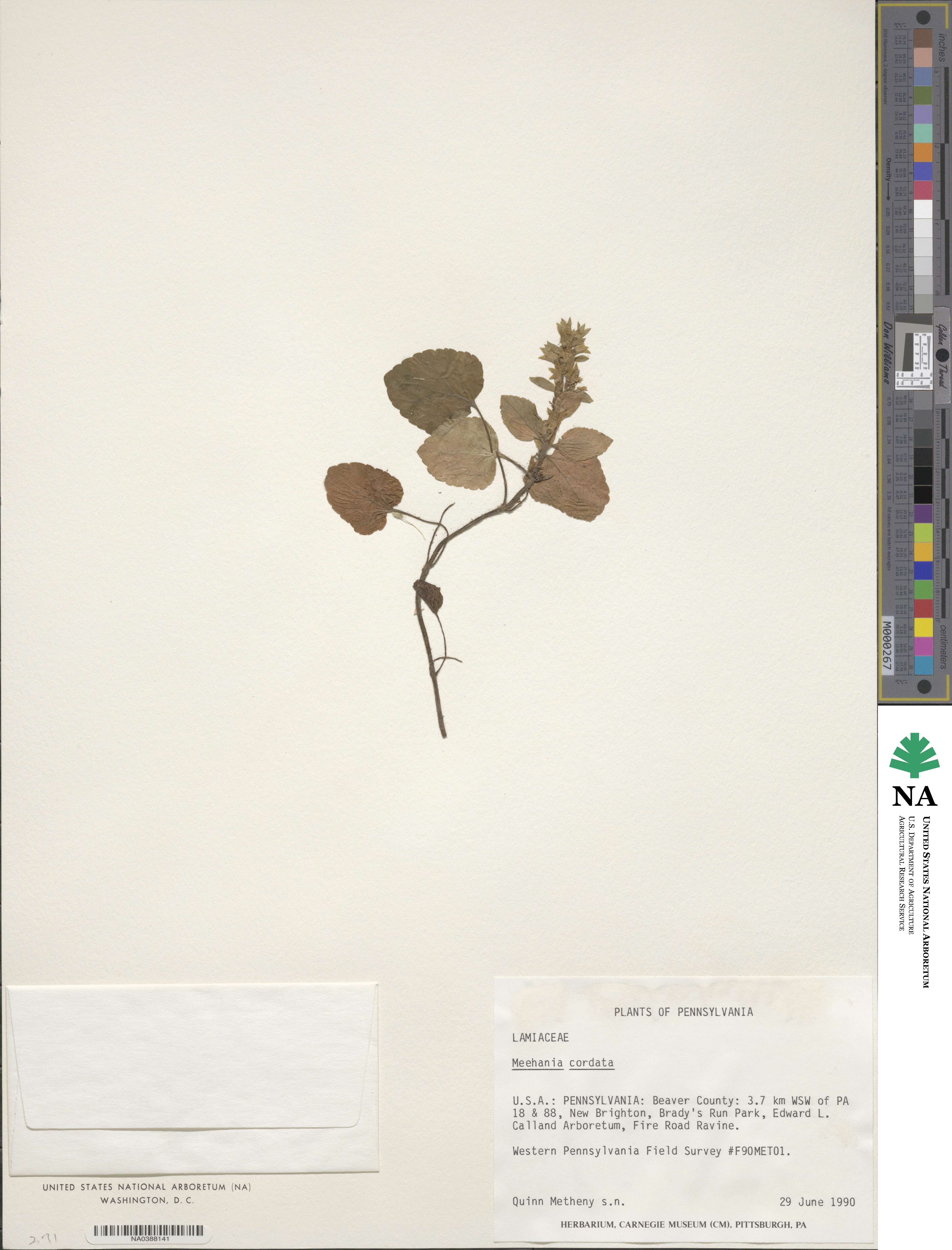 Meehania cordata image