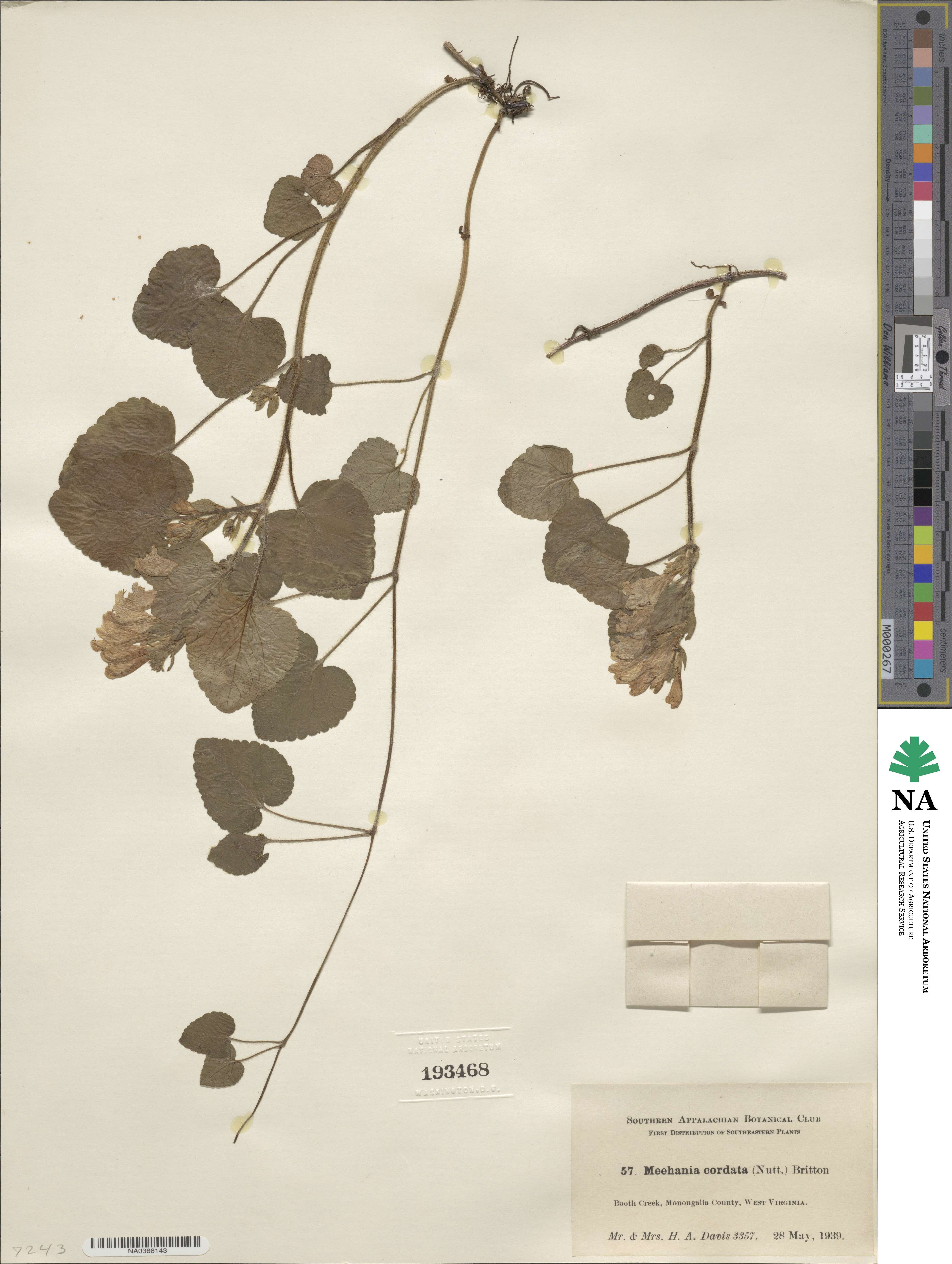 Meehania cordata image