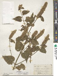 Agastache urticifolia image