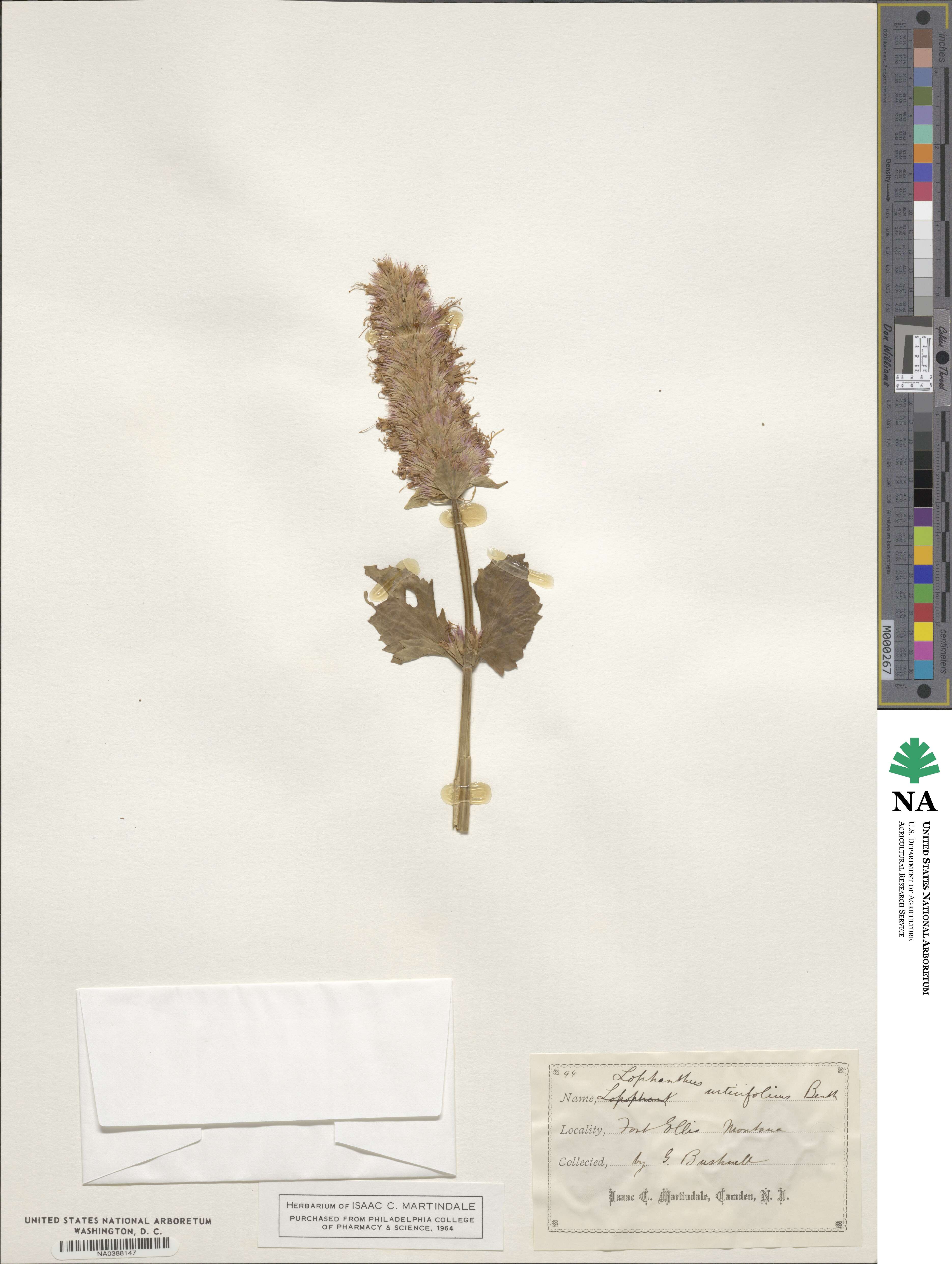 Agastache urticifolia image