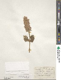 Agastache urticifolia image