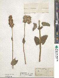 Agastache urticifolia image