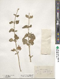 Agastache urticifolia image