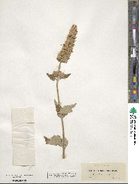 Agastache urticifolia image