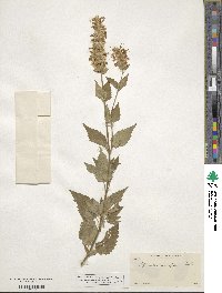 Agastache urticifolia image