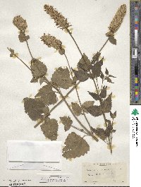 Agastache urticifolia image