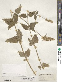 Agastache urticifolia image