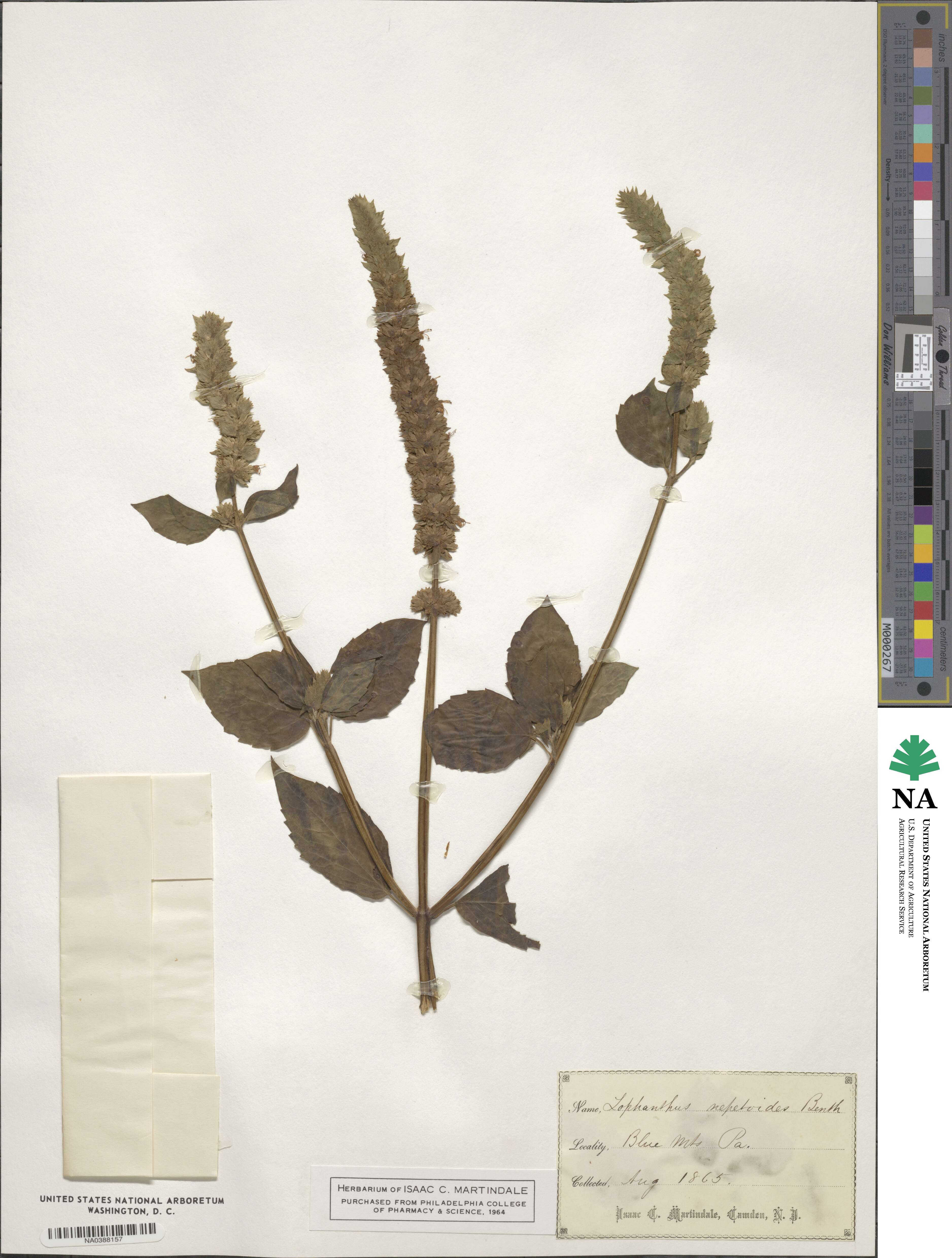 Agastache nepetoides image