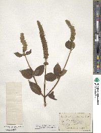 Agastache nepetoides image