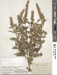 Agastache nepetoides image