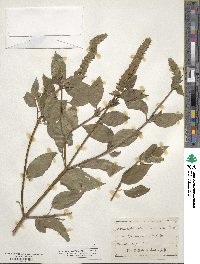 Agastache nepetoides image