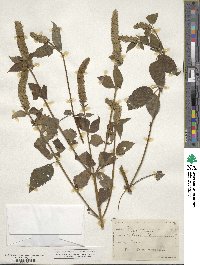 Agastache nepetoides image