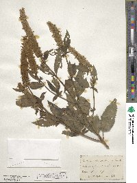 Agastache nepetoides image