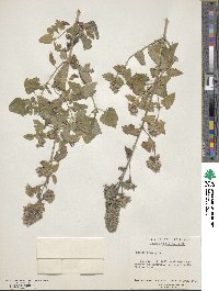 Nepeta cataria image