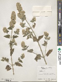 Nepeta cataria image