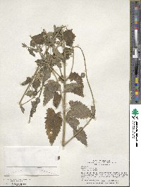 Nepeta cataria image