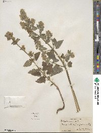 Nepeta cataria image