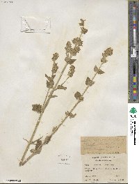 Nepeta cataria image