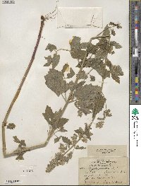 Nepeta cataria image