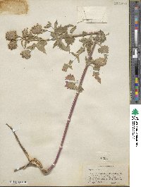 Nepeta cataria image