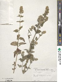 Nepeta cataria image