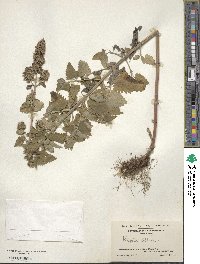 Nepeta cataria image