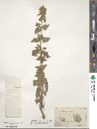 Nepeta cataria image