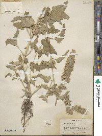 Nepeta cataria image