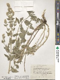 Nepeta cataria image