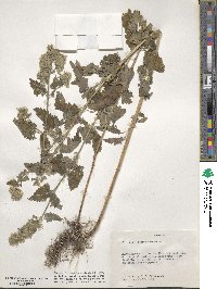 Nepeta cataria image