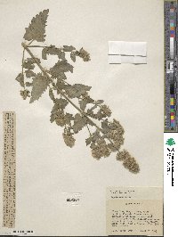 Nepeta cataria image