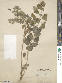 Nepeta cataria image