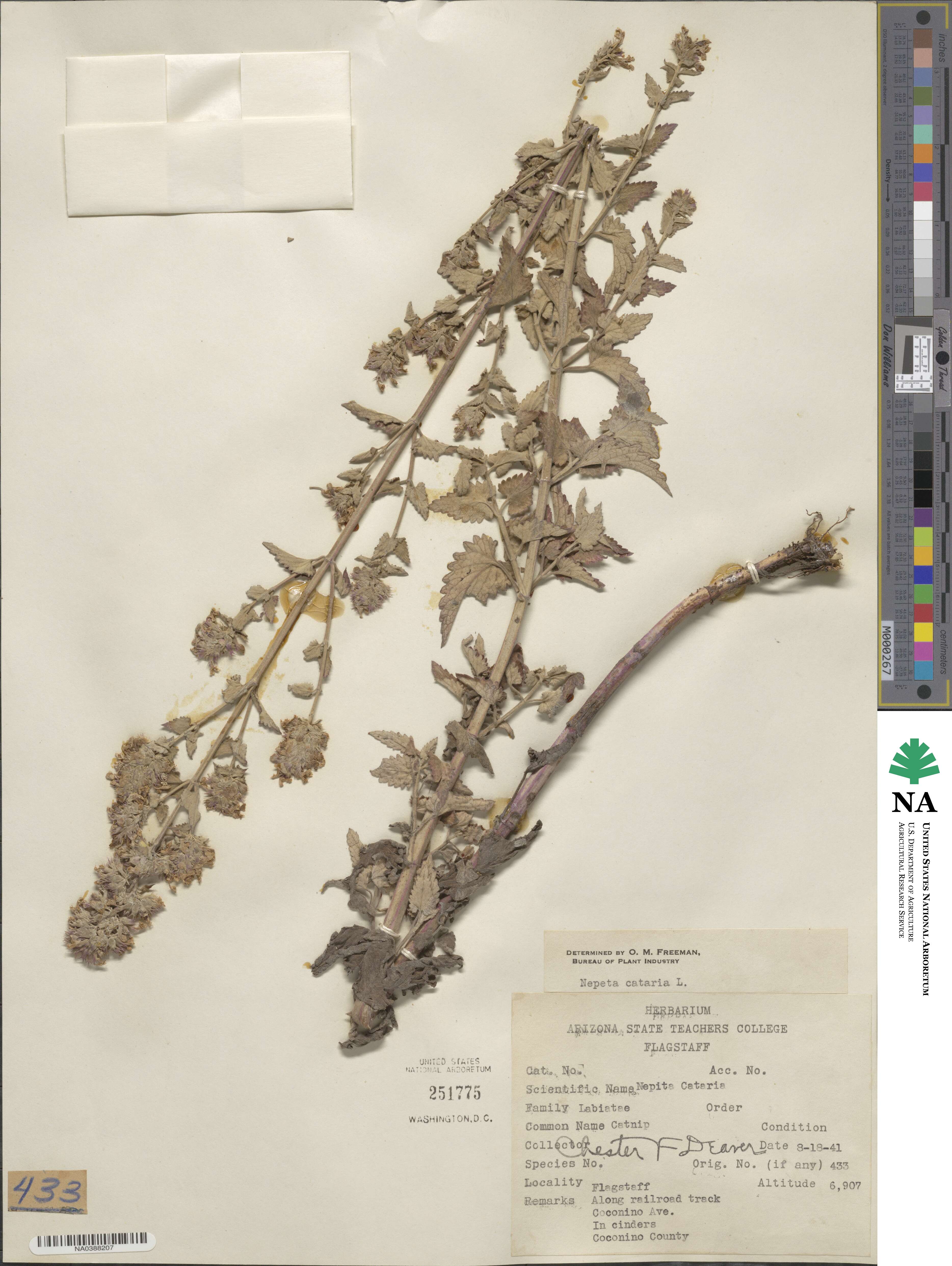 Nepeta cataria image