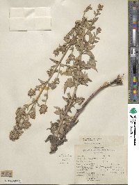 Nepeta cataria image