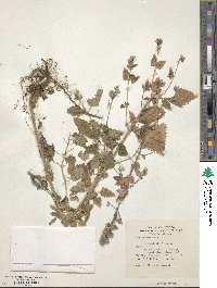 Nepeta cataria image