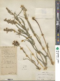 Nepeta connata image