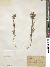 Nepeta connata image