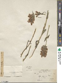 Nepeta connata image