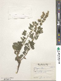 Nepeta cataria image