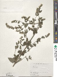 Nepeta cataria image