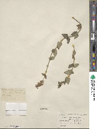 Nepeta campestris image