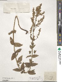 Nepeta nuda subsp. nuda image