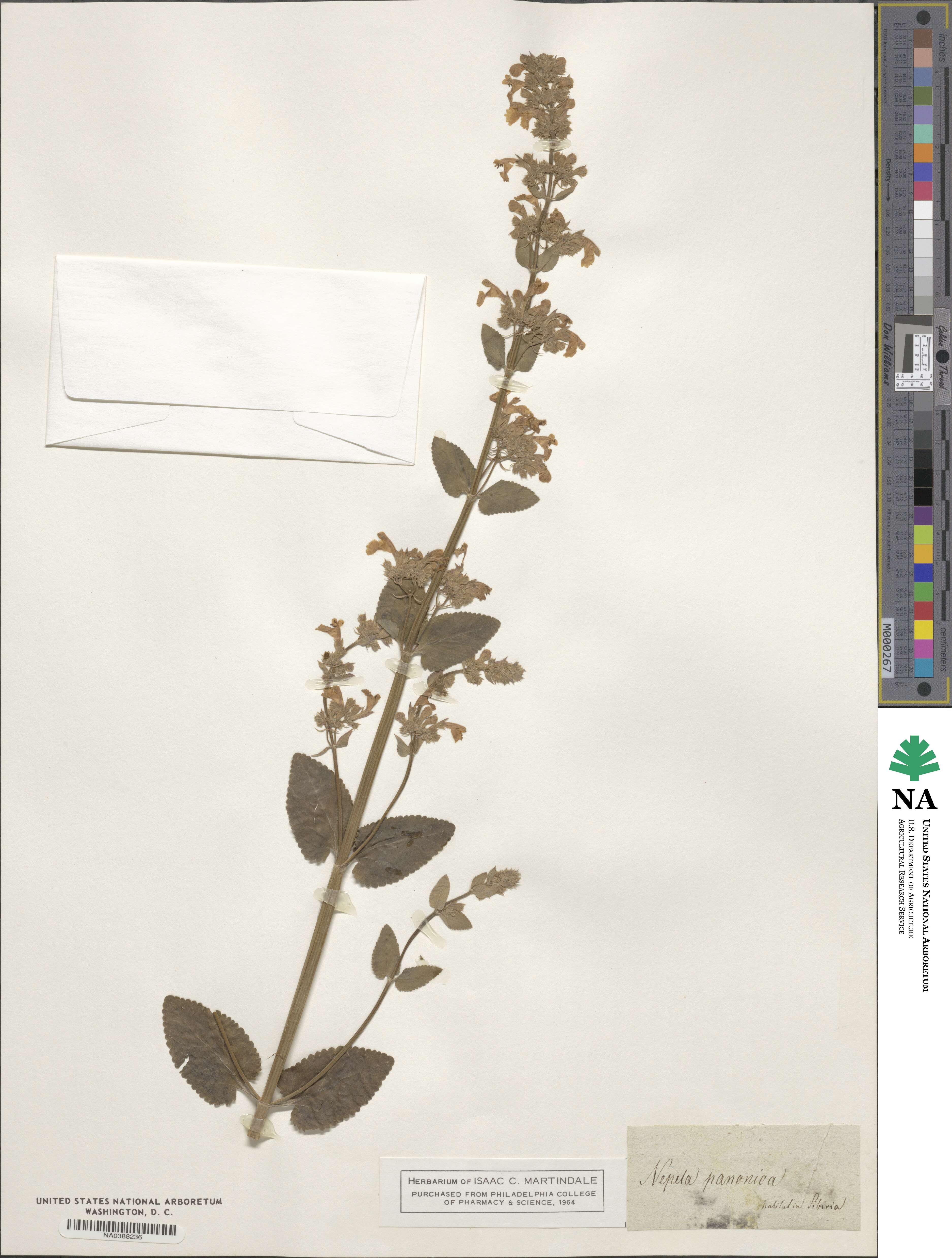 Nepeta nuda subsp. nuda image