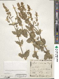 Nepeta nuda subsp. nuda image