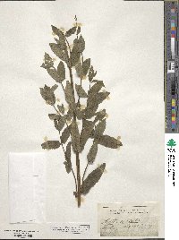 Nepeta nuda subsp. nuda image